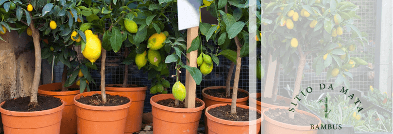 Como escolher o vaso ideal para sua frutífera