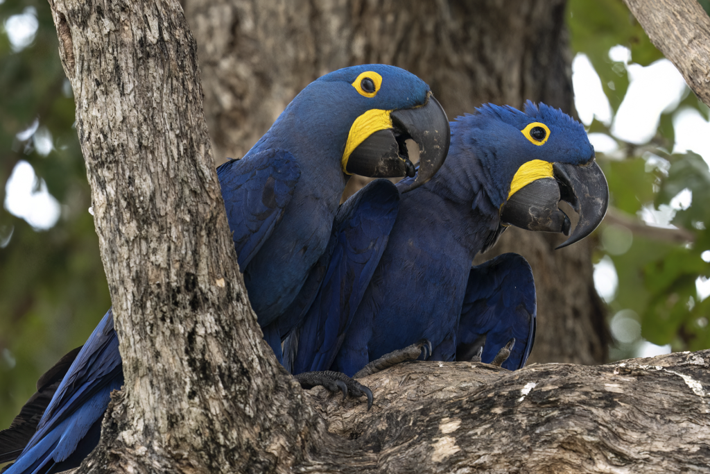 Melhores destinos para mulheres que amam observar pássaros