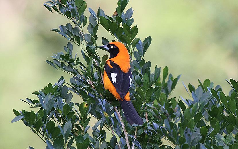 Guia completo para iniciantes no birdwatching: equipamentos e técnicas