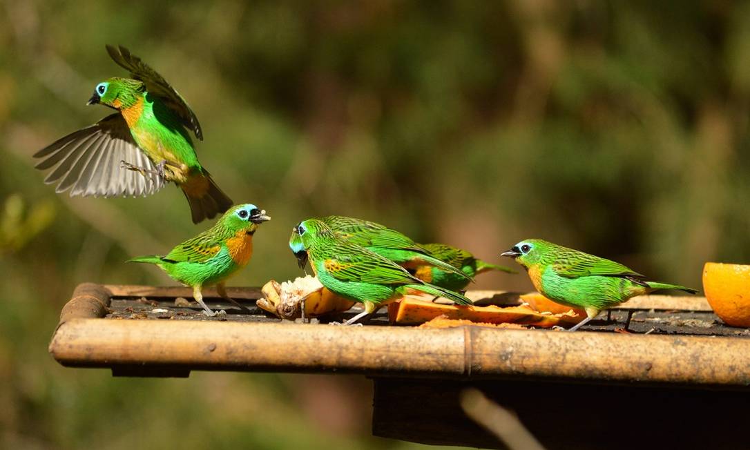 Os pássaros mais raros para avistar em destinos de birdwatching