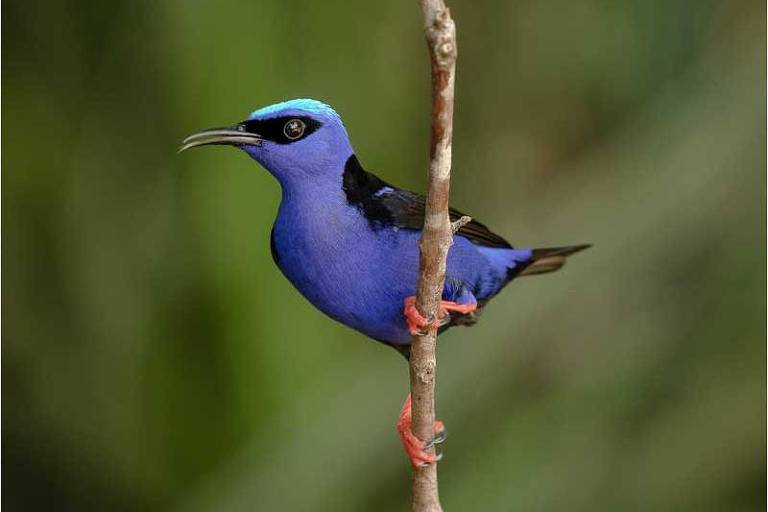 Como escolher o melhor binóculo para birdwatching feminino