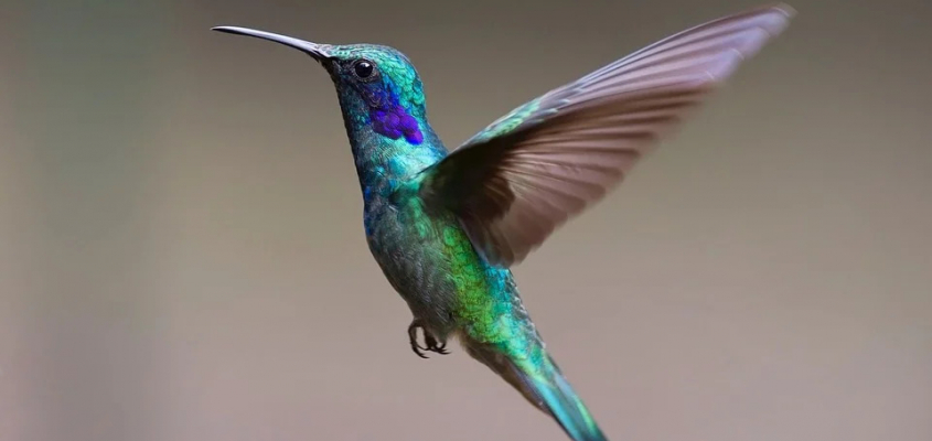 Guia completo para iniciantes no birdwatching: equipamentos e técnicas