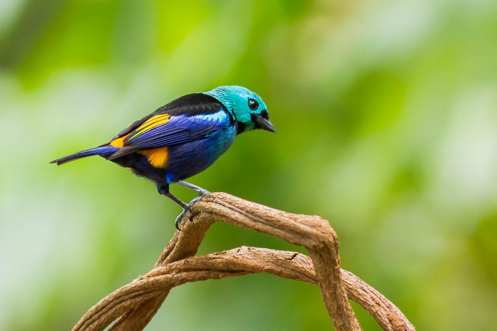 Melhores destinos para mulheres que amam observar pássaros