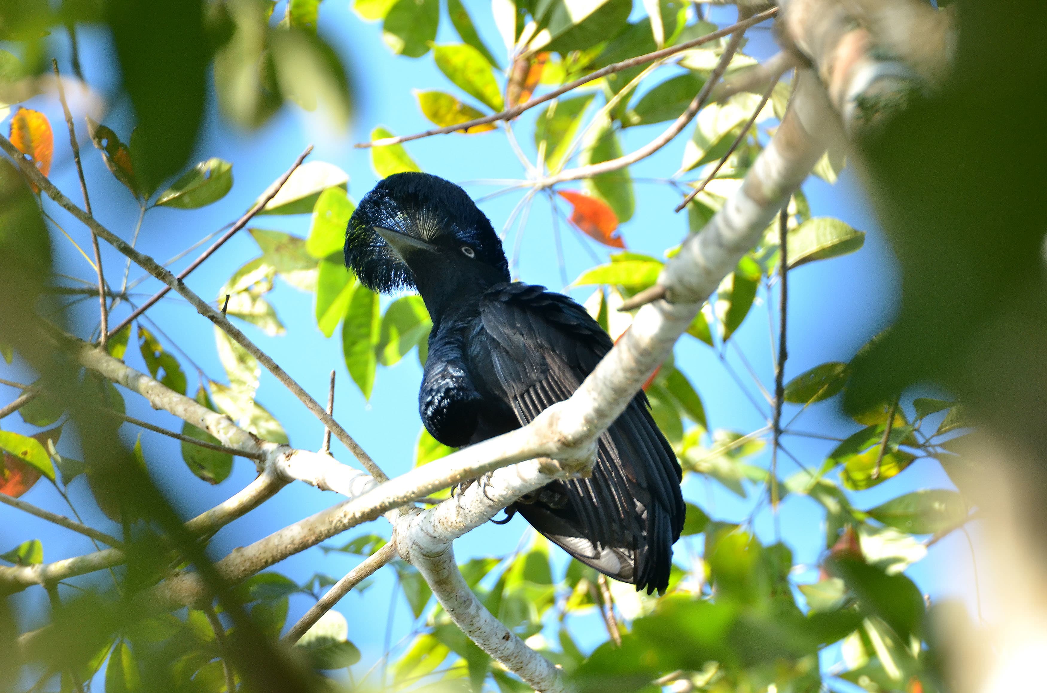 Como escolher o melhor binóculo para birdwatching feminino