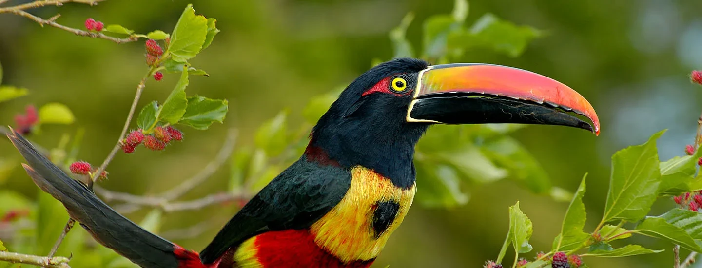 Guia completo para iniciantes no birdwatching: equipamentos e técnicas