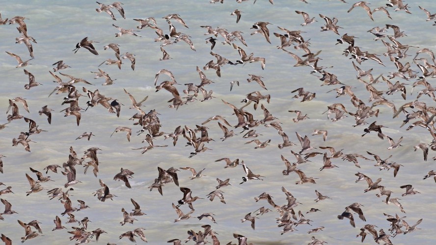 Guia completo para iniciantes no birdwatching: equipamentos e técnicas