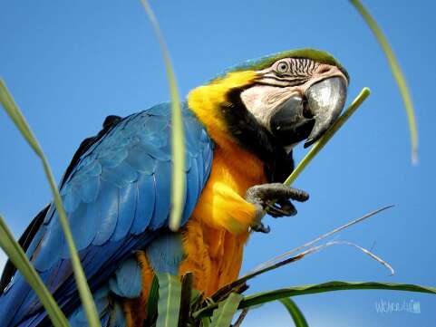 Os pássaros mais raros para avistar em destinos de birdwatching