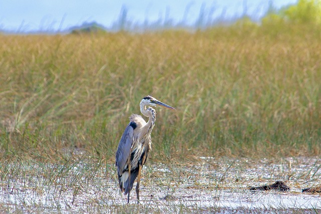 Como escolher o melhor binóculo para birdwatching feminino