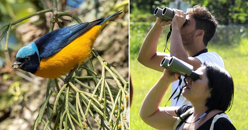 Dicas de segurança para mulheres viajantes solo em expedições de aves