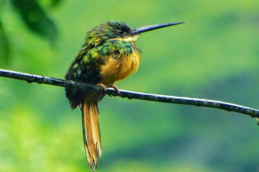 O papel das mulheres na conservação de aves no Brasil