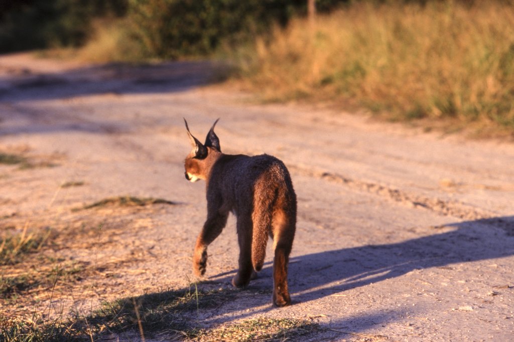 O que levar na mala para um safári na Namíbia e Botswana
