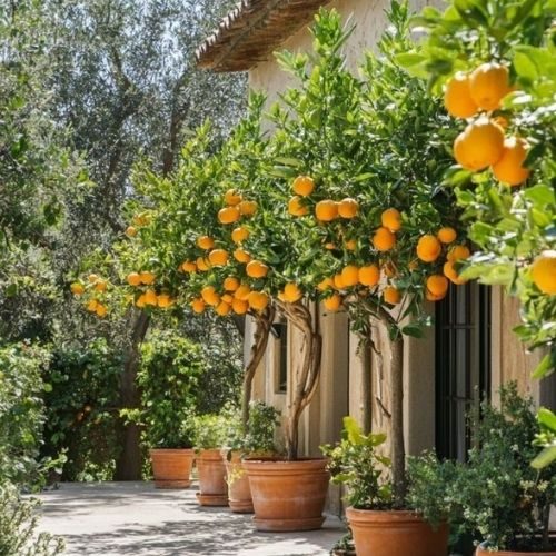 Melhores frutíferas para plantar direto no chão do jardim
