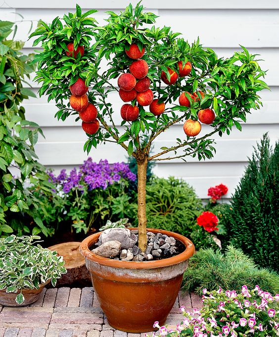 Melhores frutíferas para plantar direto no chão do jardim