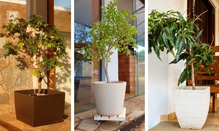 Melhores frutíferas para plantar direto no chão do jardim