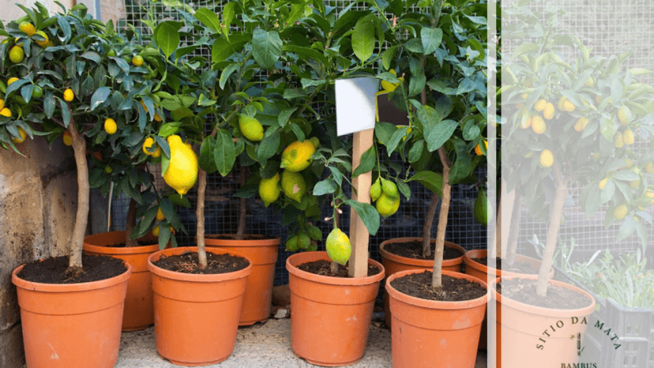 Melhores frutíferas para plantar direto no chão do jardim