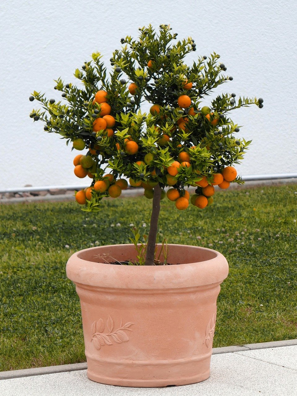 Melhores frutíferas para plantar direto no chão do jardim