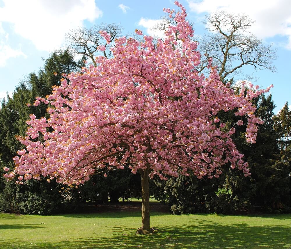 Melhores frutíferas para plantar direto no chão do jardim