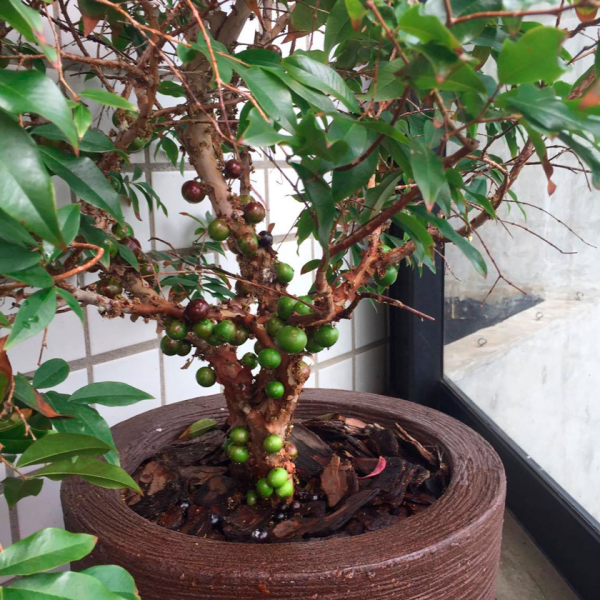 Melhores frutíferas para plantar direto no chão do jardim