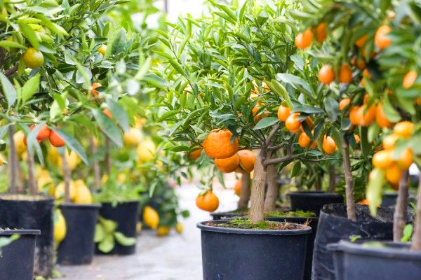 Melhores frutíferas para plantar direto no chão do jardim