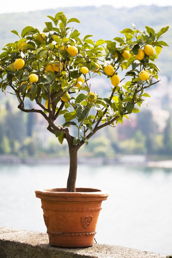 Melhores frutíferas para plantar direto no chão do jardim