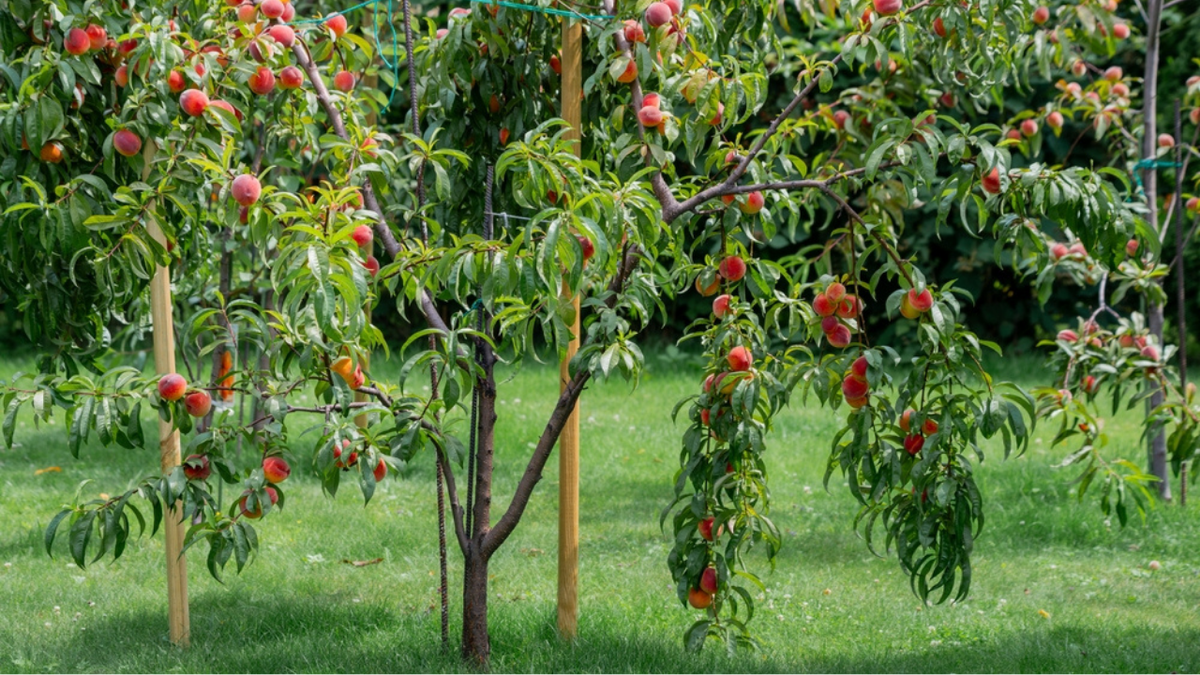 Melhores frutíferas para plantar direto no chão do jardim