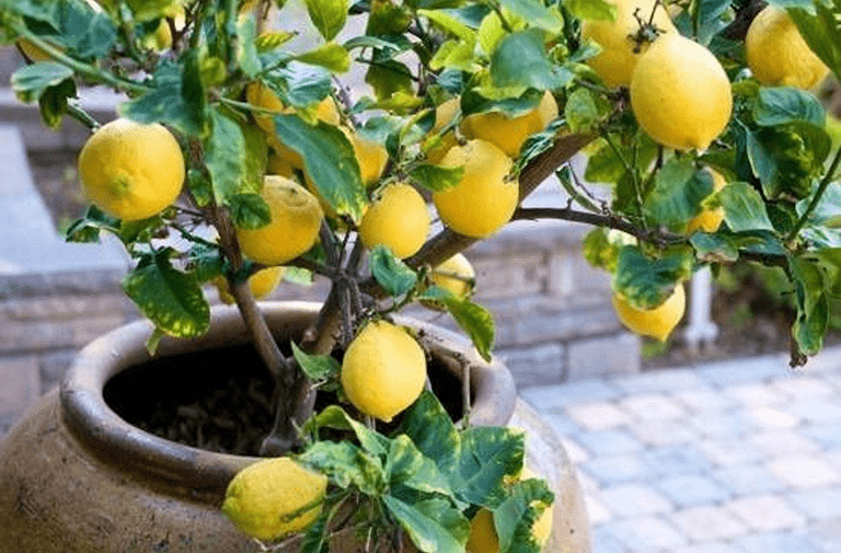 Melhores frutíferas para plantar direto no chão do jardim