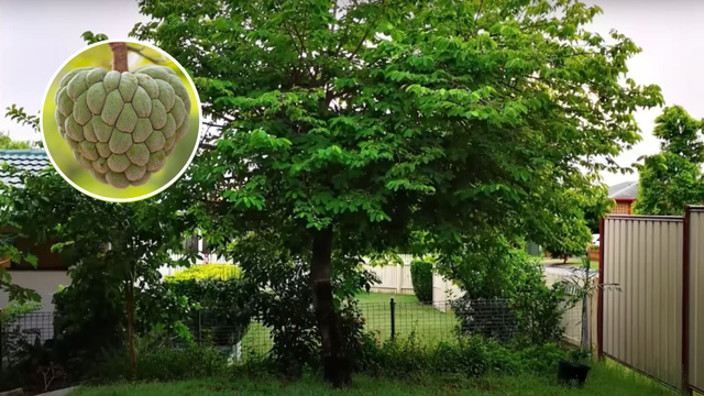 Melhores frutíferas para plantar direto no chão do jardim