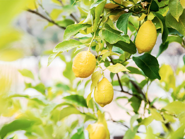 Melhores frutíferas para plantar direto no chão do jardim
