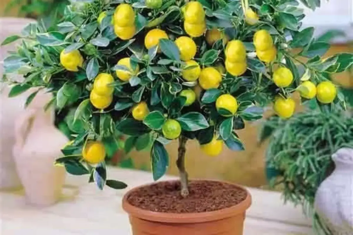 Melhores frutíferas para plantar direto no chão do jardim
