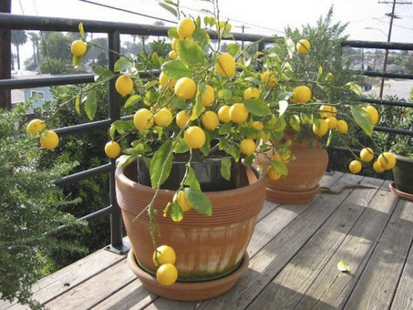 Melhores frutíferas para plantar direto no chão do jardim