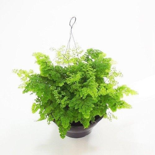 plantas para banheiro com pouca luz natural