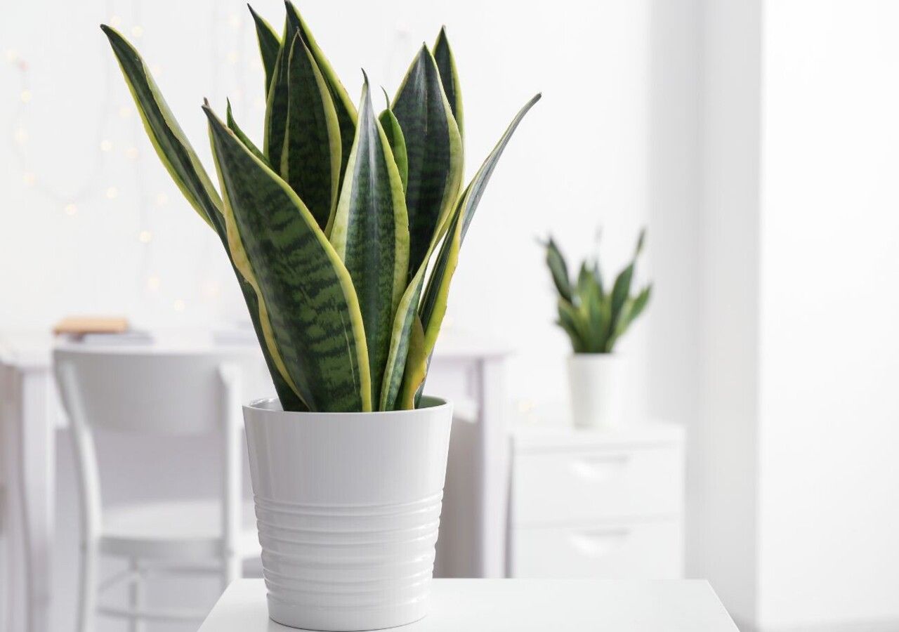 Melhores plantas para banheiro com pouca luz