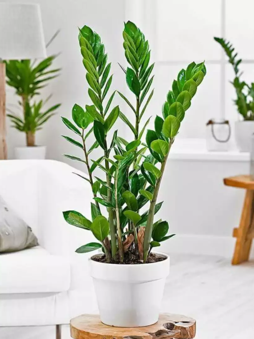 melhores plantas para ambientes escuros no banheiro