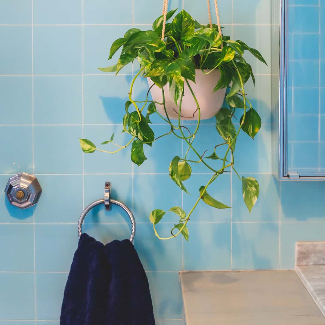 Melhores plantas para banheiro com pouca luz