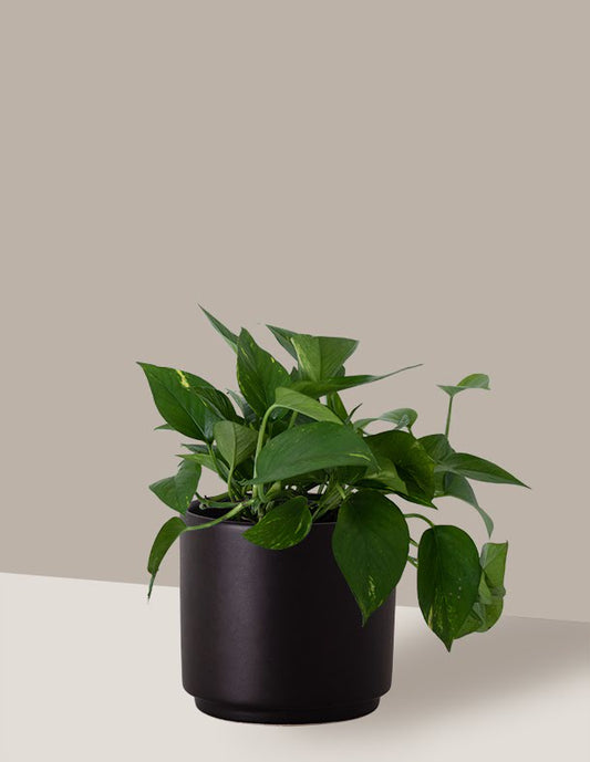 melhores plantas para ambientes escuros no banheiro