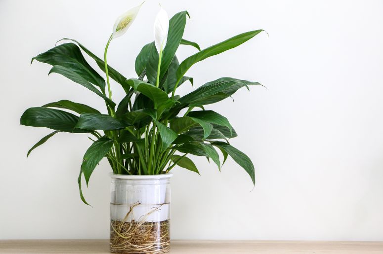 plantas que sobrevivem sem sol no banheiro