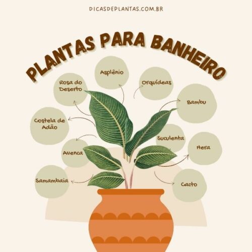 plantas que sobrevivem sem sol no banheiro