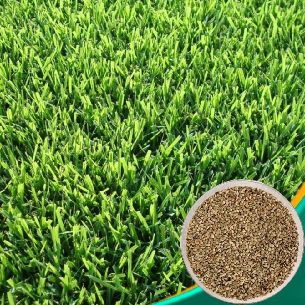 Melhores sementes de grama para jardim de inverno