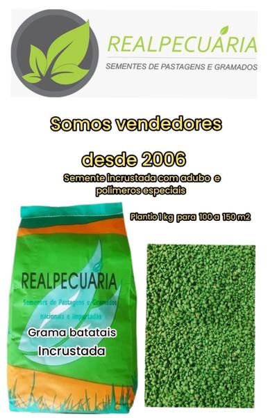 Grama São Carlos vs. Grama Esmeralda: Qual a Melhor para Áreas Sombreadas?