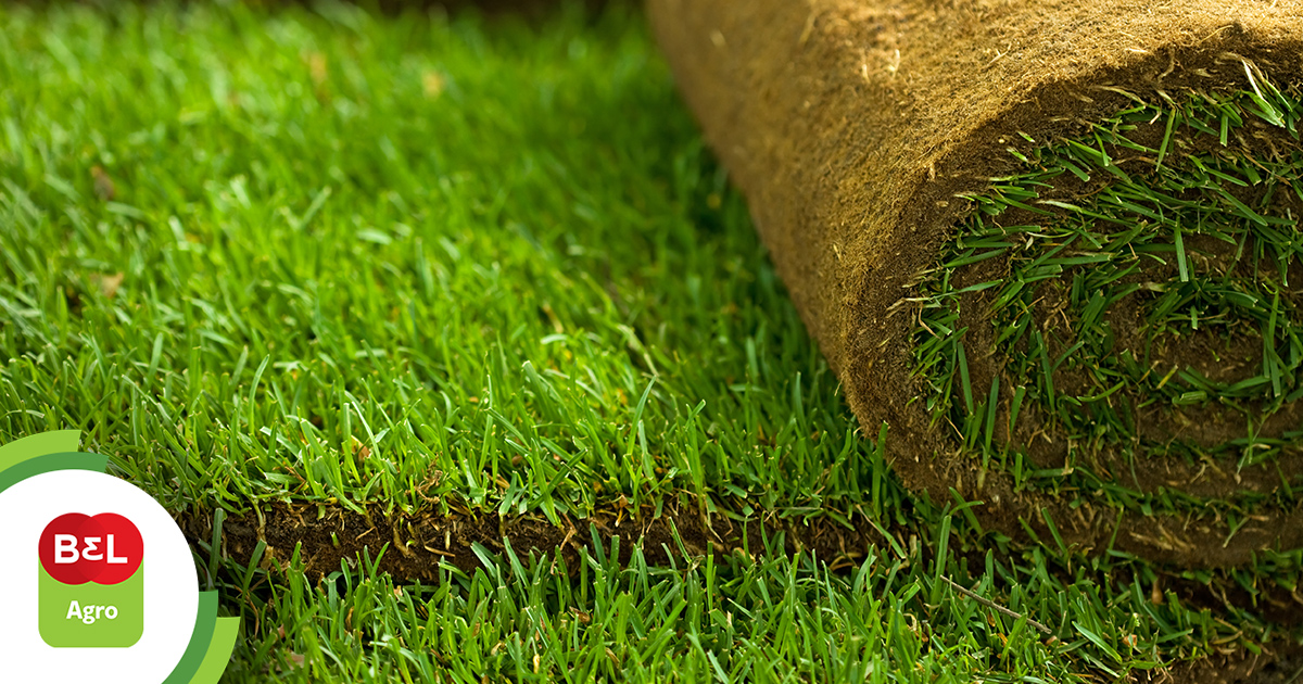 Grama Sintética ou Grama Natural: A Melhor Opção para Jardins de Inverno Sem Sol