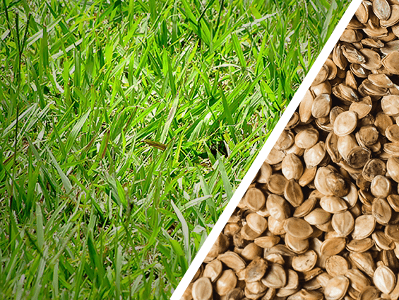 Como Escolher a Grama Ideal para Seu Jardim de Inverno: Guia Completo