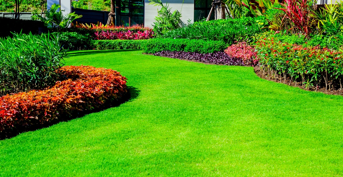 Dicas Essenciais para o Cultivo de Grama em Ambientes com Pouca Luz Solar