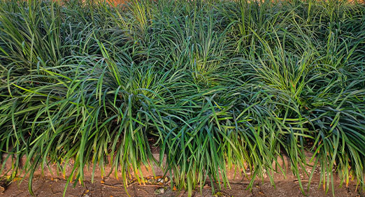 Melhores tipos de grama para jardim com sombra