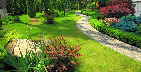 Como Escolher a Grama Ideal para Seu Jardim com Pouca Luz Solar