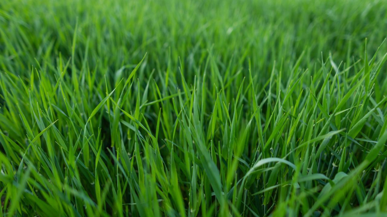 Grama Amendoim e Esmeralda: Comparativo para Jardins com Diferentes Exposições ao Sol