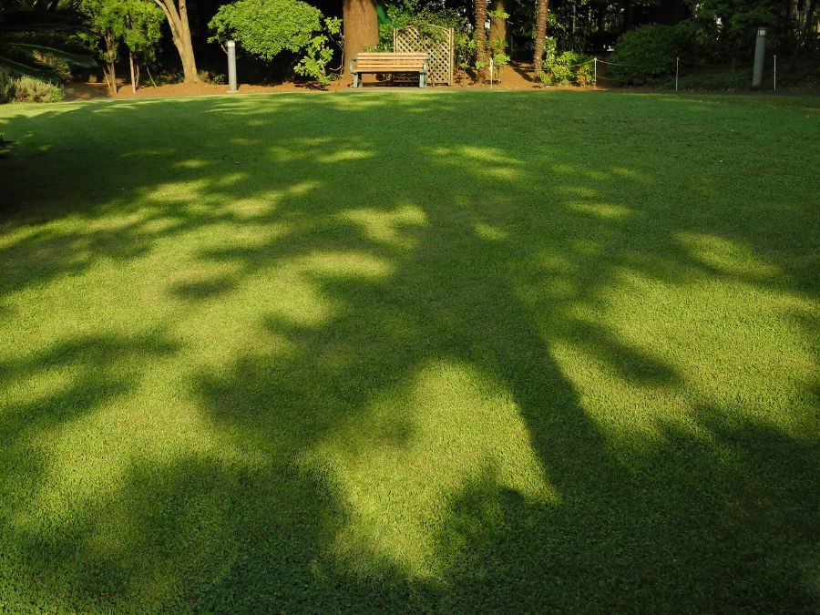 Grama São Carlos: Guia Completo para Cultivo em Meia-Sombra