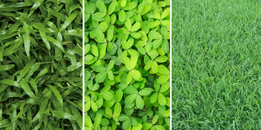 Grama Amendoim e Esmeralda: Comparativo para Jardins com Diferentes Exposições ao Sol