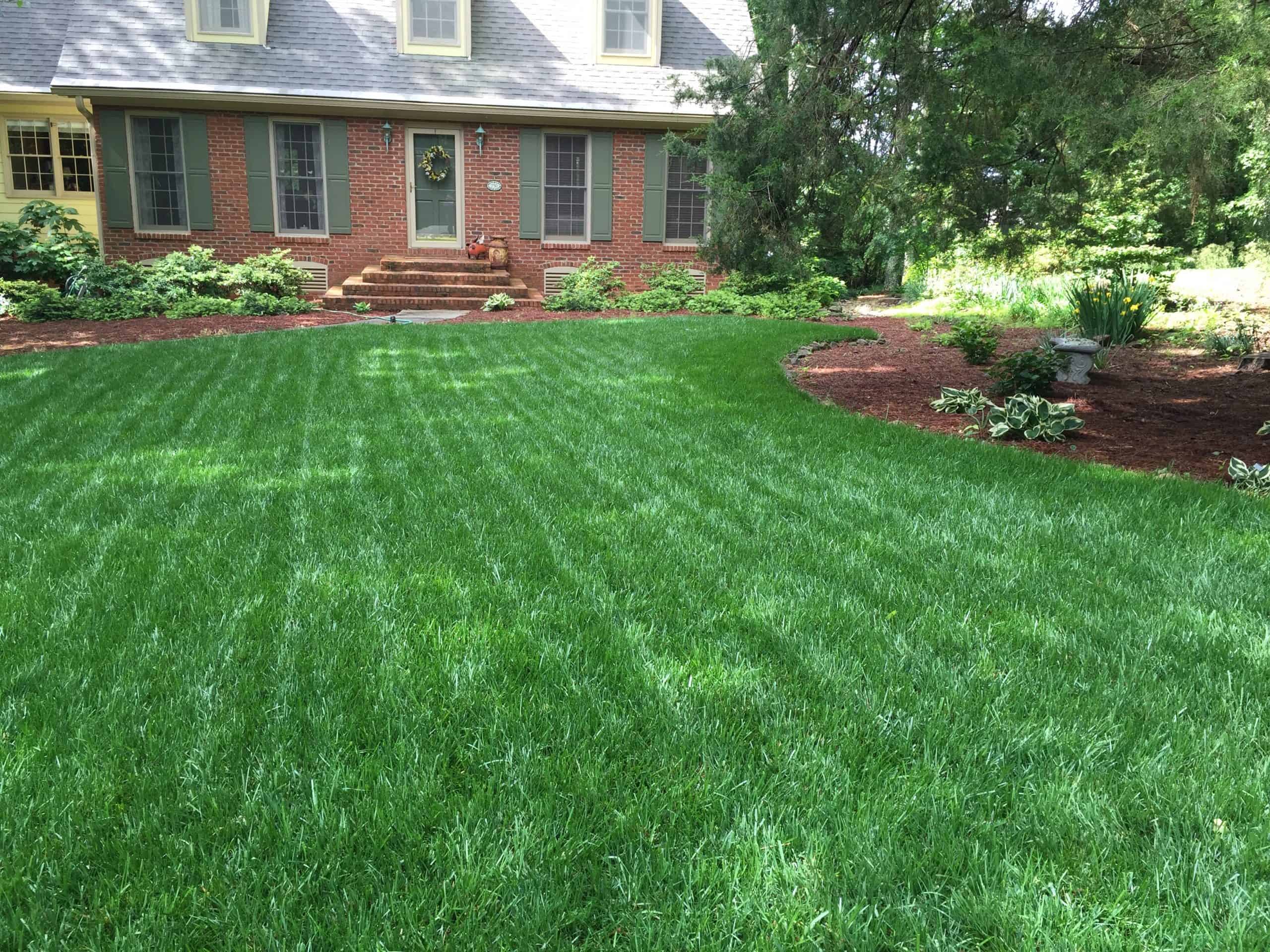 Grama Preta: Usos Decorativos e Cuidados em Áreas Sombreadas