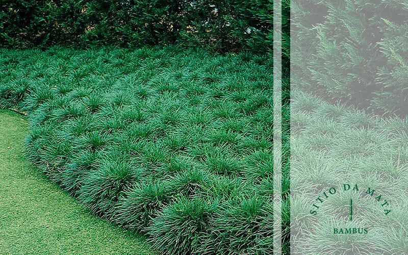 Melhores tipos de grama para jardim com sombra