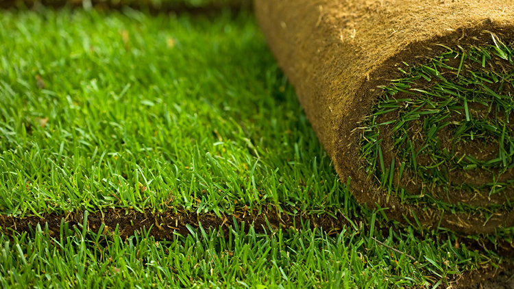 Como Escolher a Grama Ideal para Seu Jardim com Pouca Luz Solar